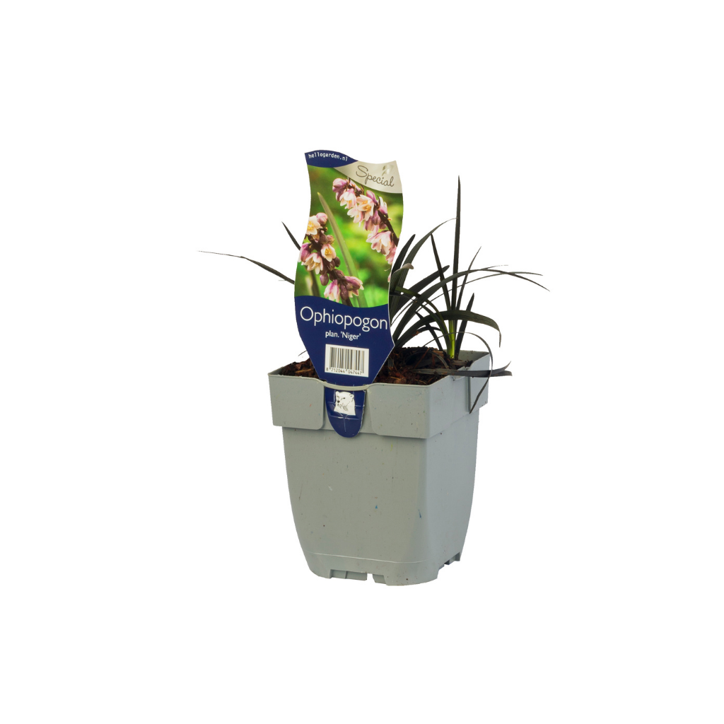 Slangebaard (Ophiopogon planiscapus 'Niger') ø 11 cm