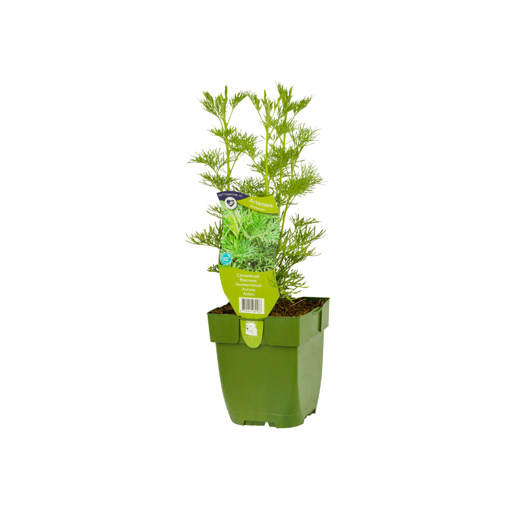 Citroenkruid (Artemisia abrotanum) ø 11 cm