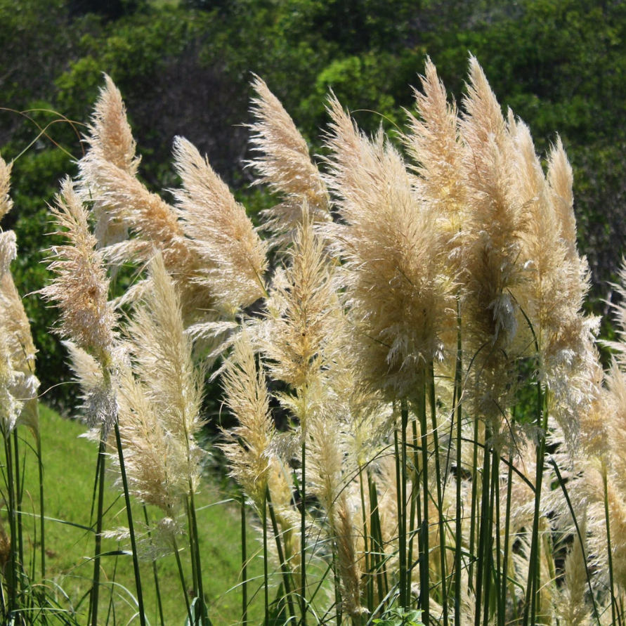 Pampas gras (Cortaderia sell. 'Pumila') ø 11 cm