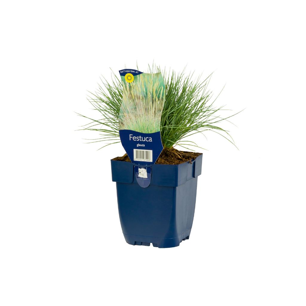 Zwenkgras (Festuca glauca) ø 11 cm