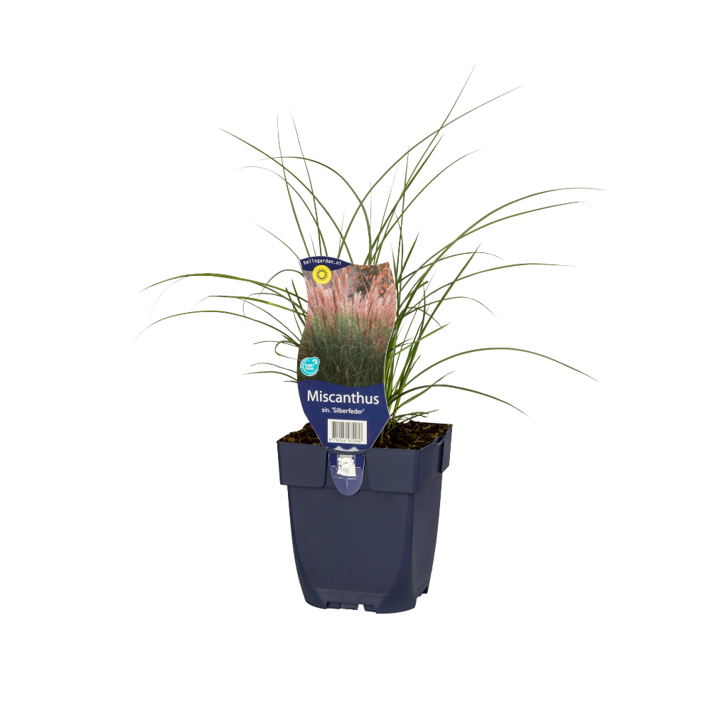Prachtriet (Miscanthus sin. 'Silberfeder') ø 11 cm