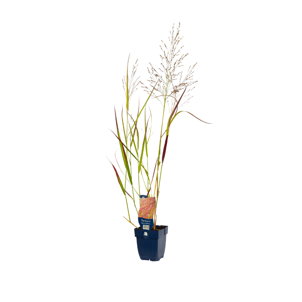 Vingergras (Panicum virg. 'Rehbraun') ø 11 cm