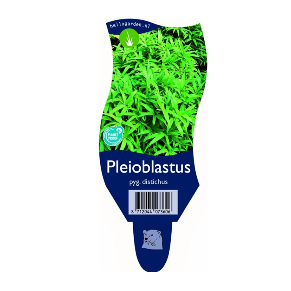 Varenloofbamboe (Pleioblastus pyg. distichus) ø 11 cm