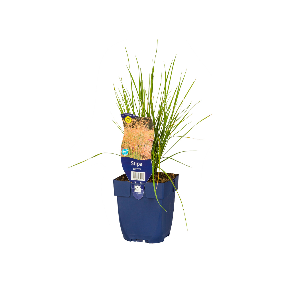 Reuzenvedergras (Stipa gigantea) ø 11 cm