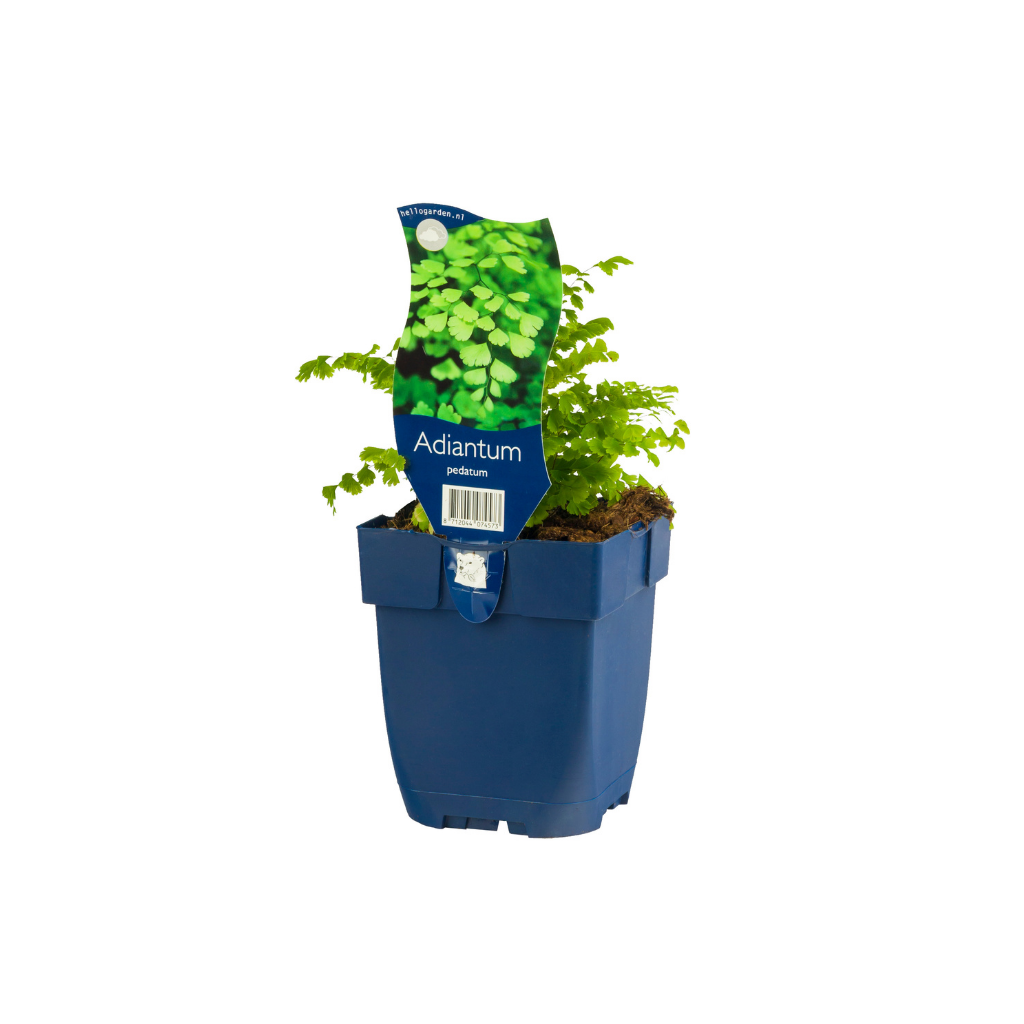 Vrouwenhaar (Adiantum pedatum) ø 11 cm