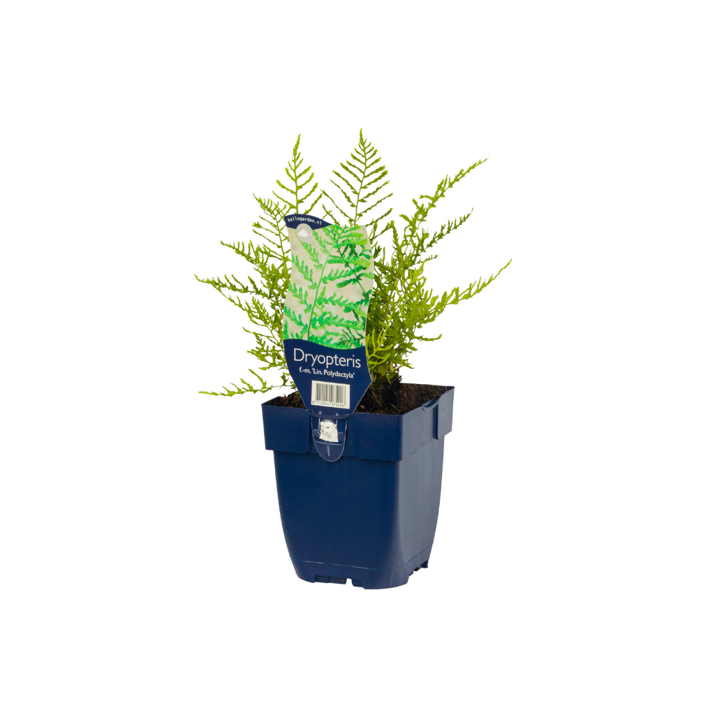 Mannetjesvaren (Dryopteris f.-m. 'Lin. Polydactyla') ø 11 cm