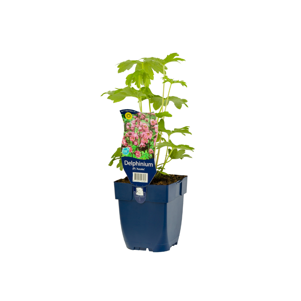 Ridderspoor (Delphinium (P) 'Astolat') ø 11 cm