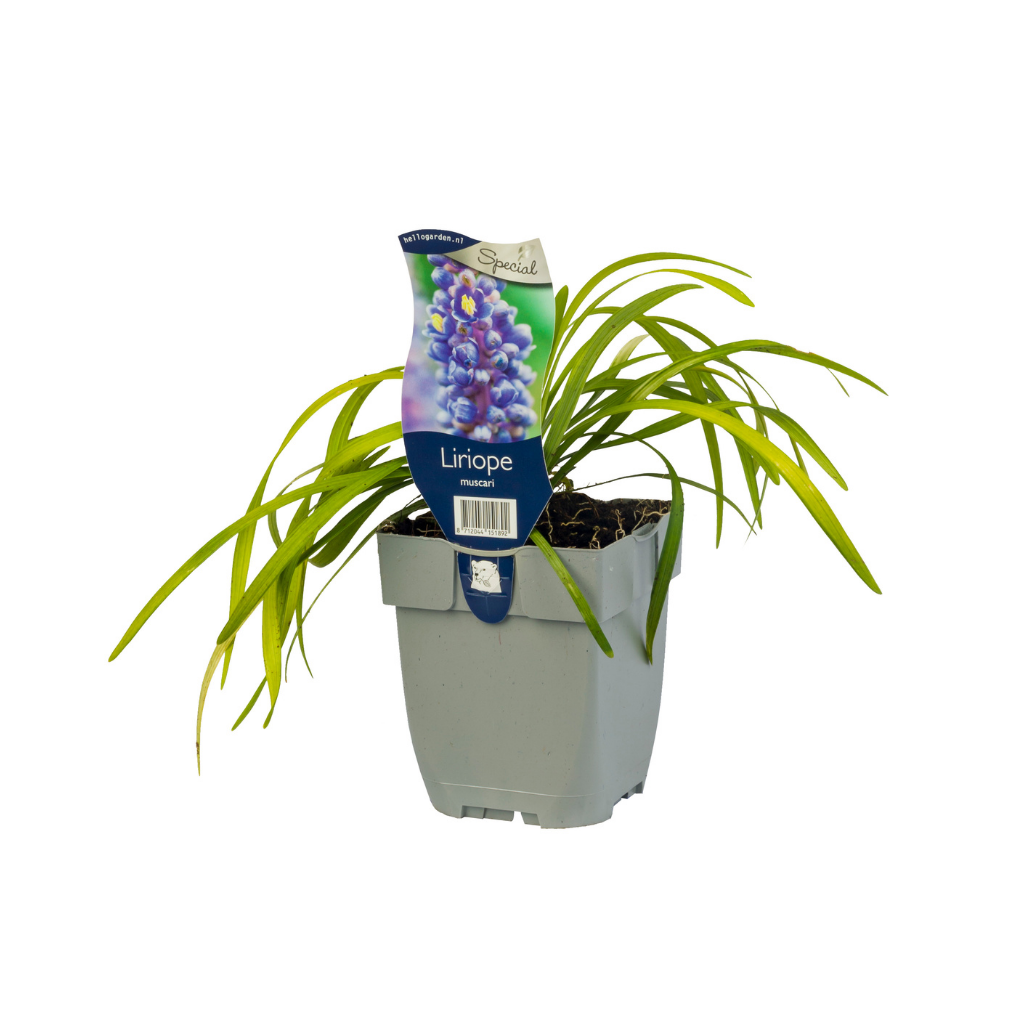 Leliegras (Liriope muscari) ø 11 cm