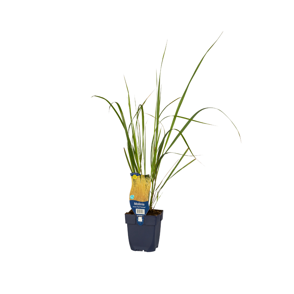 Pijpestrootje (Molinia arund. 'Karl Foerster') ø 11 cm