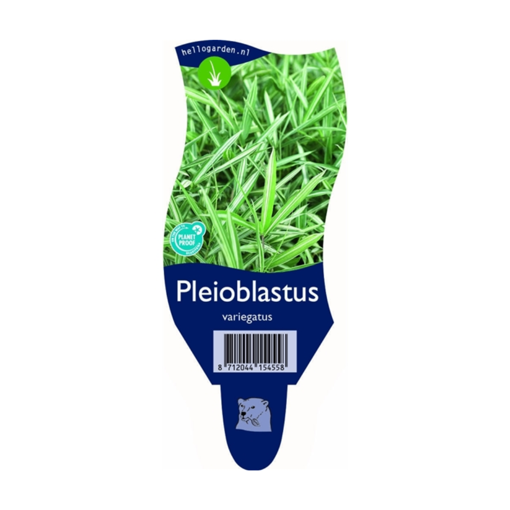 Dwergbamboe (Pleioblastus variegatus) ø 11 cm