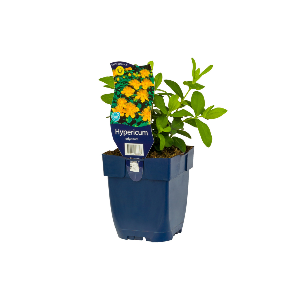 Hertshooi (Hypericum calycinum) ø 11 cm