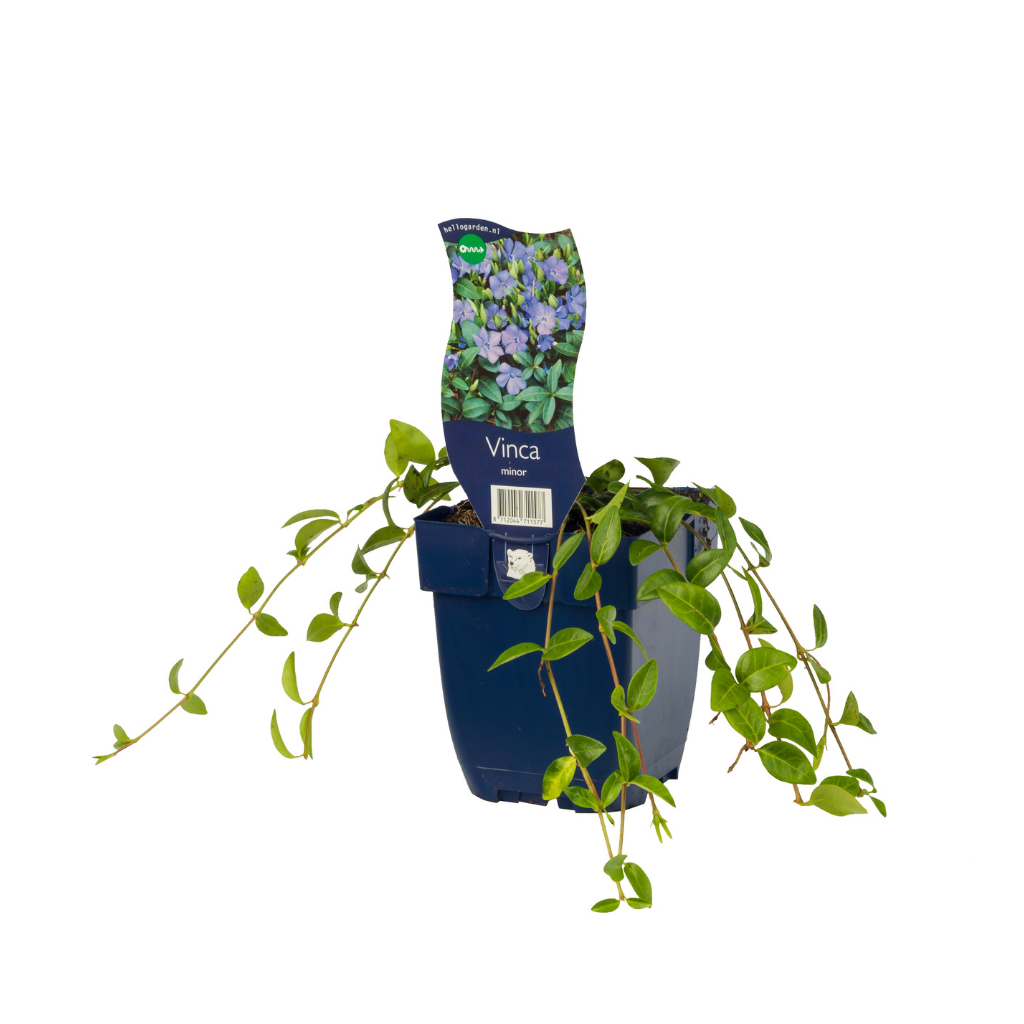 Kleine maagdenpalm (Vinca minor) ø 11 cm