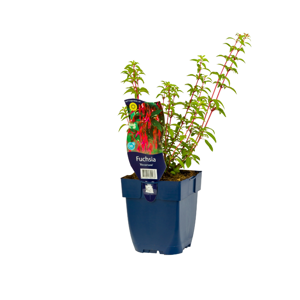Fuchsia (Fuchsia 'Riccartonii') ø 11 cm
