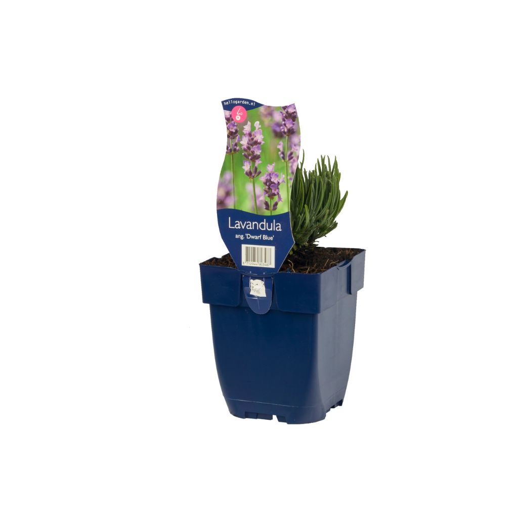 Lavendel (Lavandula ang. 'Dwarf Blue') ø 11 cm