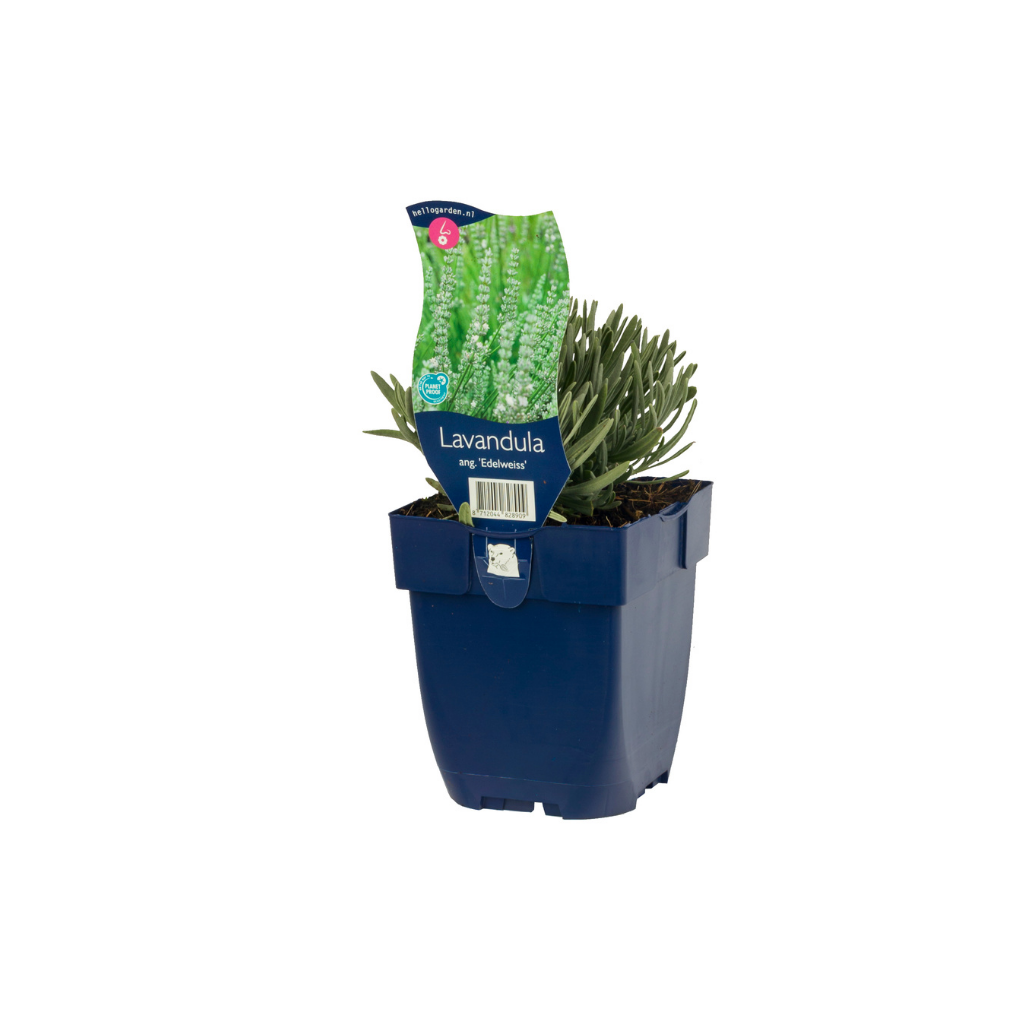 Lavendel (Lavandula ang. 'Edelweiss') ø 11 cm