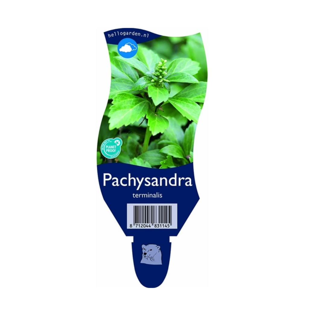 Dikkemanskruid (Pachysandra terminalis) ø 11 cm