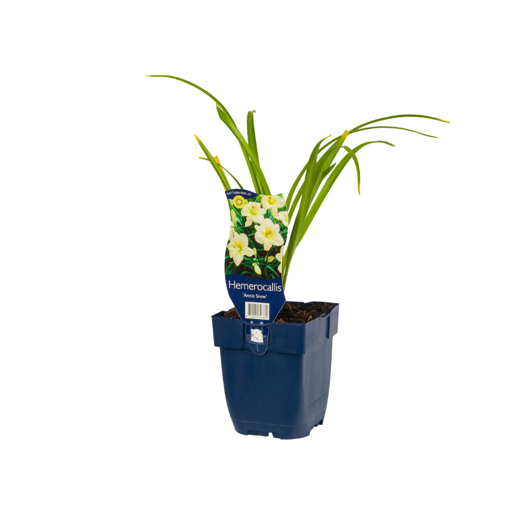 Daglelie (Hemerocallis 'Arctic Snow') ø 11 cm