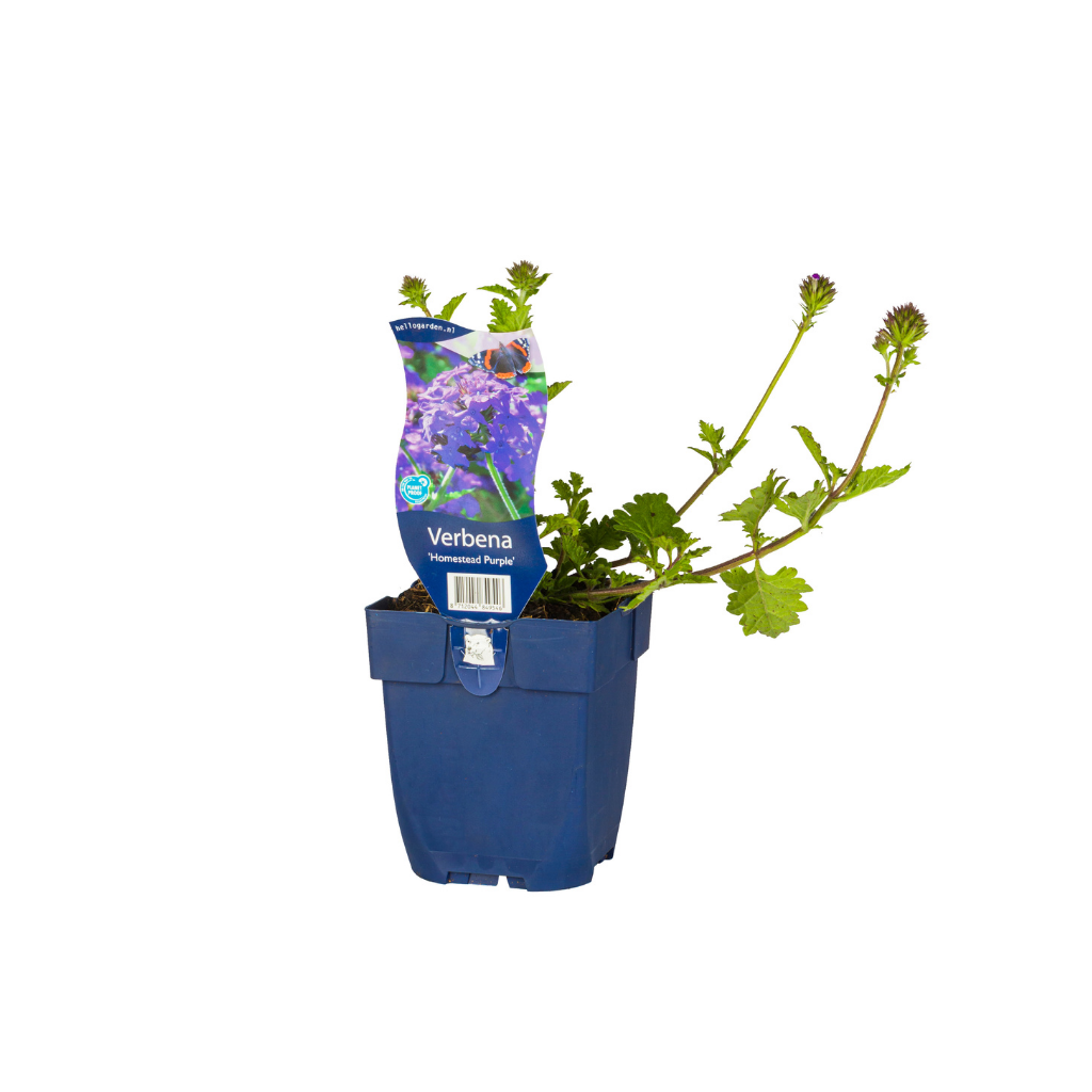 IJzerhard (Verbena 'Homestead Purple') ø 11 cm