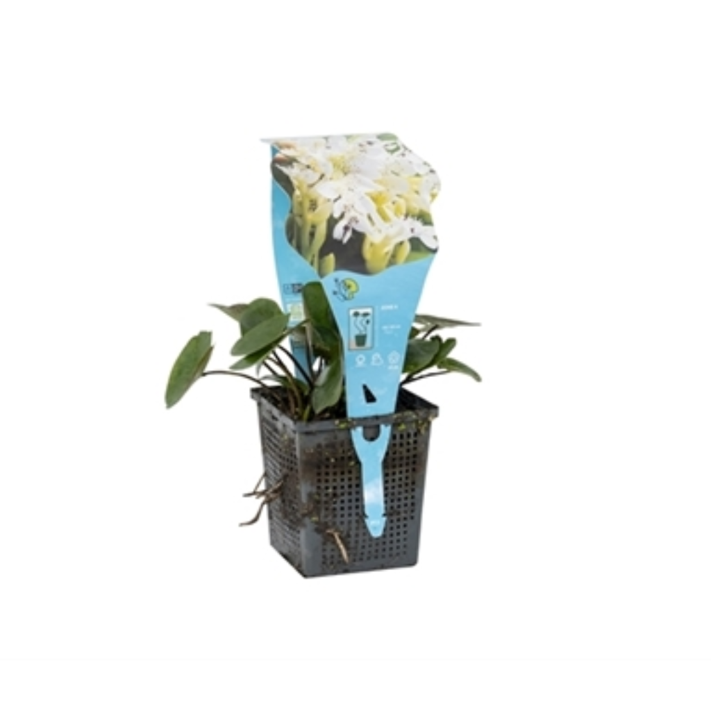 Kaapse lelie (Aponogeton distachyos) Potmaat 11