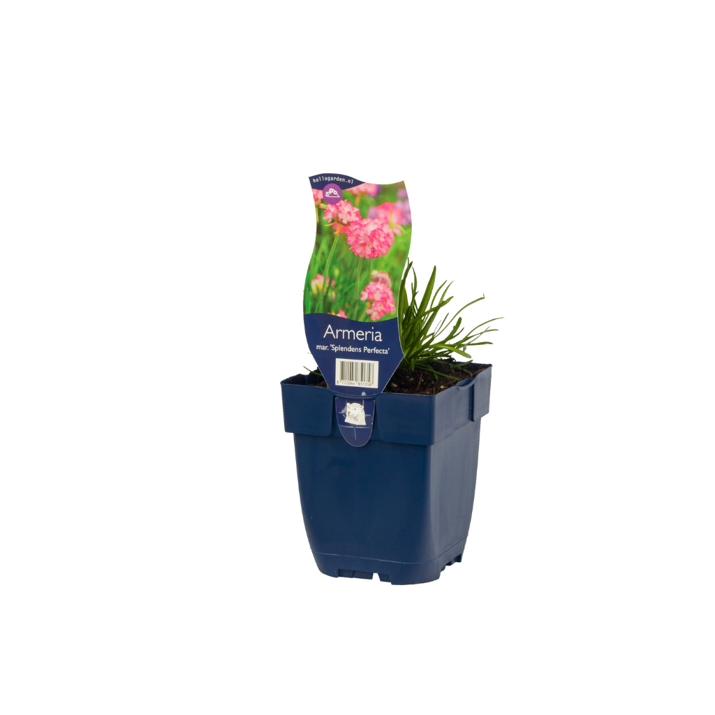 Engels gras (Armeria mar. 'Splendens Perfecta') ø 11 cm