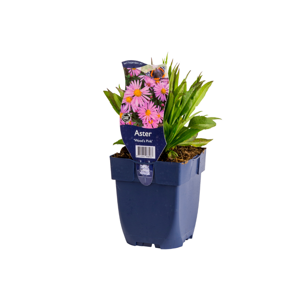 Aster (Aster 'Wood's Pink') ø 11 cm