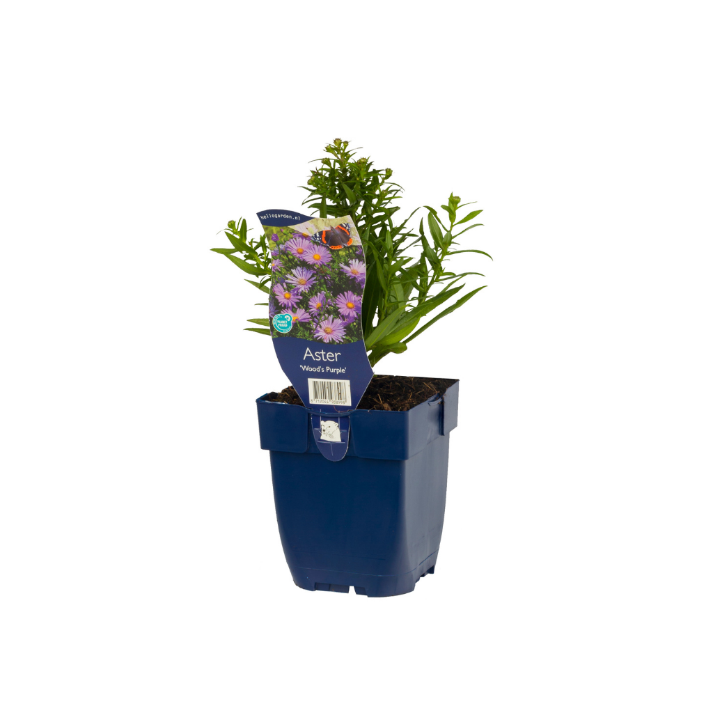 Aster (Aster 'Wood's Purple') ø 11 cm