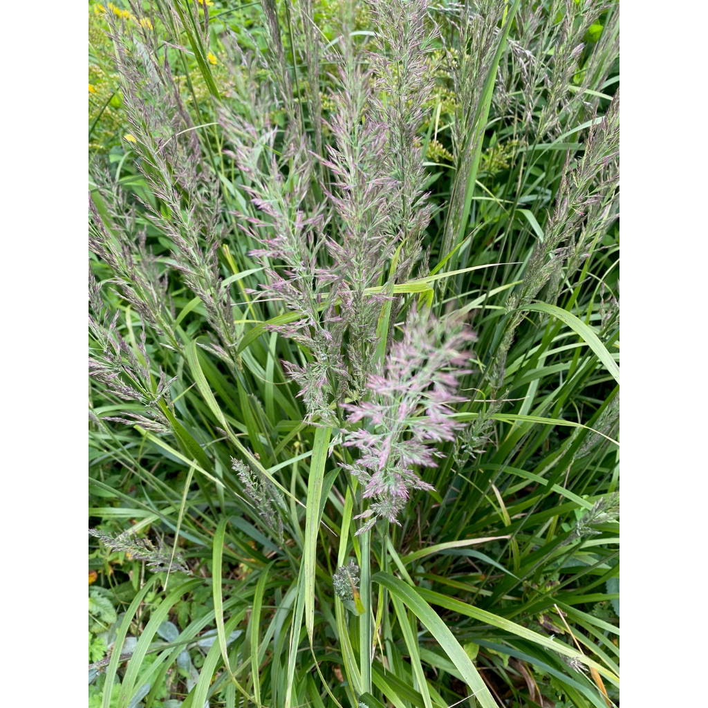 Bosstruisriet (Calamagrostis arundinacea) ø 11 cm