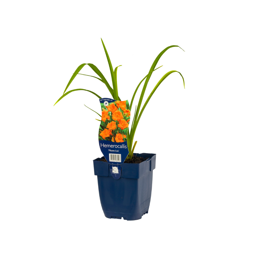 Daglelie (Hemerocallis 'Mauna Loa') ø 11 cm