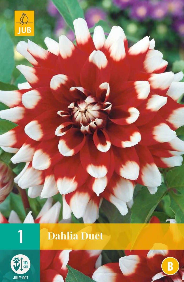 Dahlia Duet