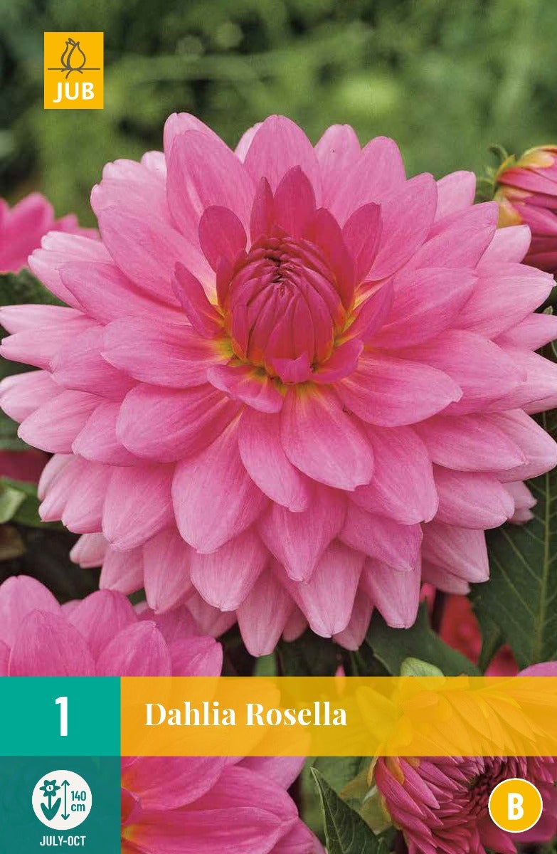 Dahlia Rosella