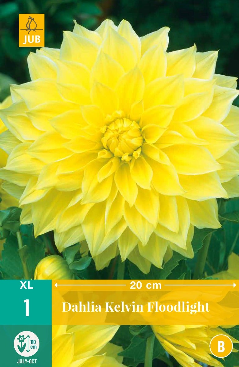 Dahlia Kelvin Floodlight