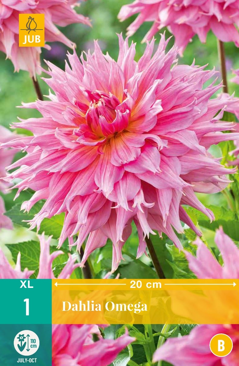 Dahlia Omega