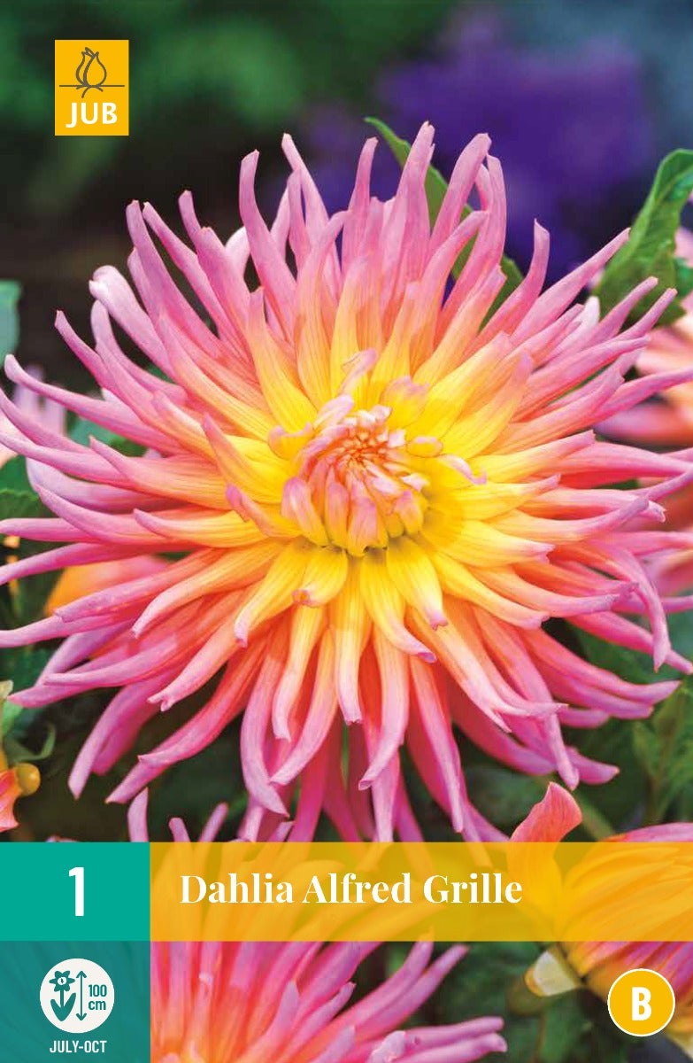 Dahlia Alfred Grille