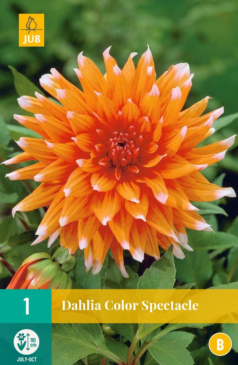 Dahlia Color Spectacle
