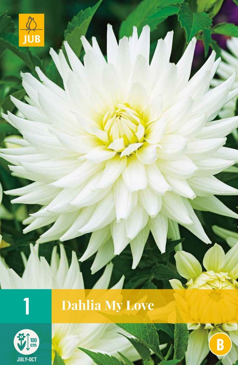 Dahlia My Love