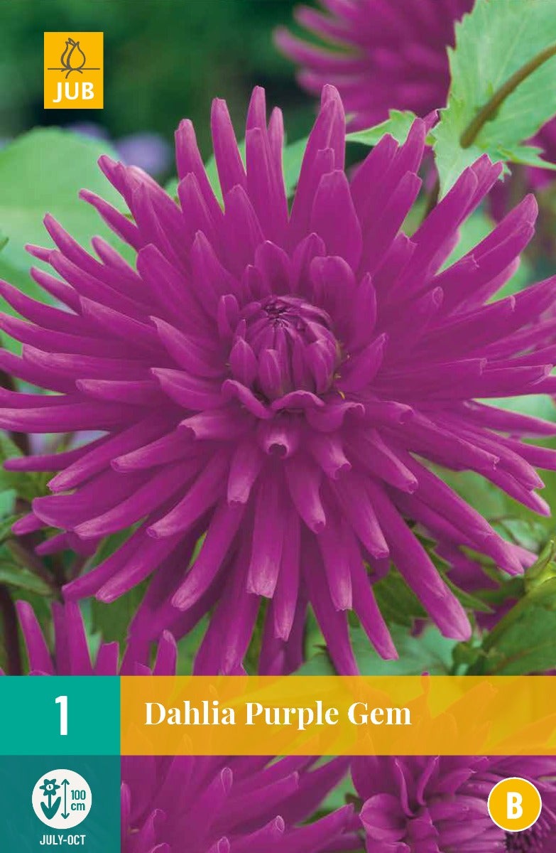 Dahlia Purple Gem