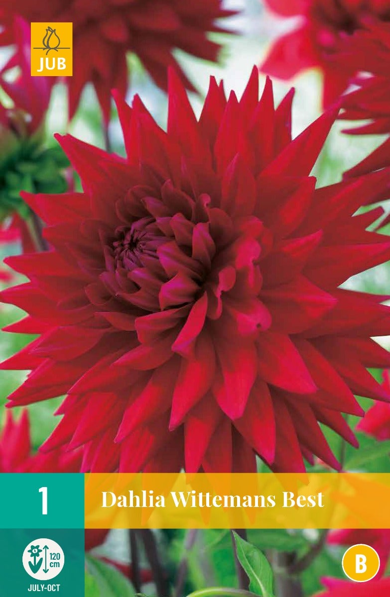 Dahlia Wittemans Best