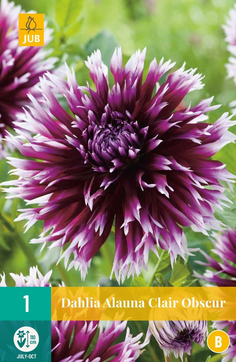 Dahlia Alauna Clair Obscur