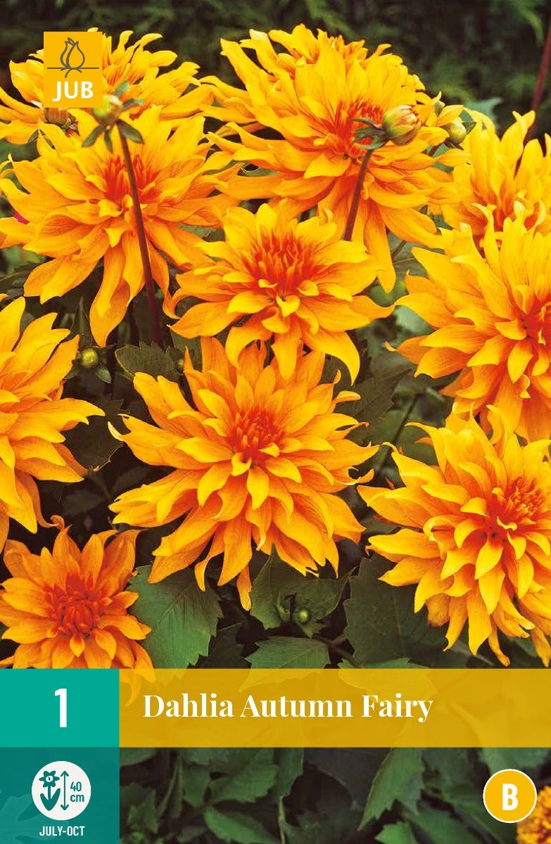 Dahlia Autumn Fairy