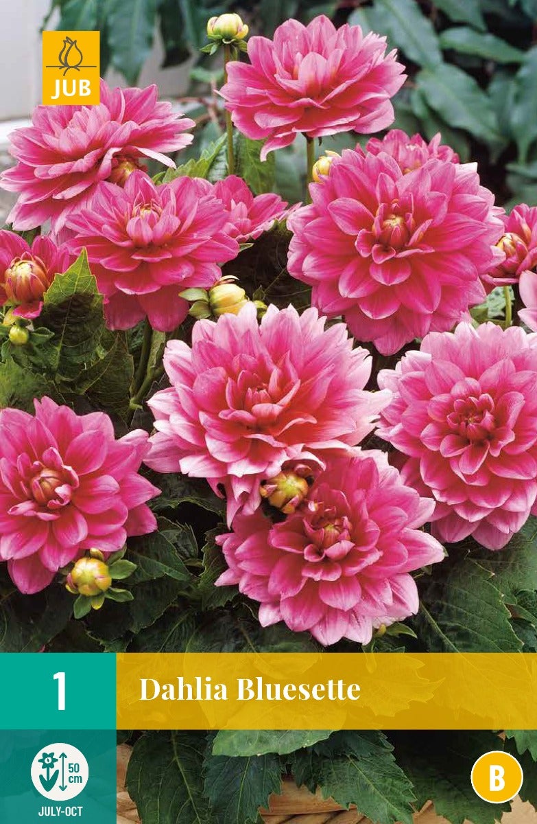 Dahlia Bluesette