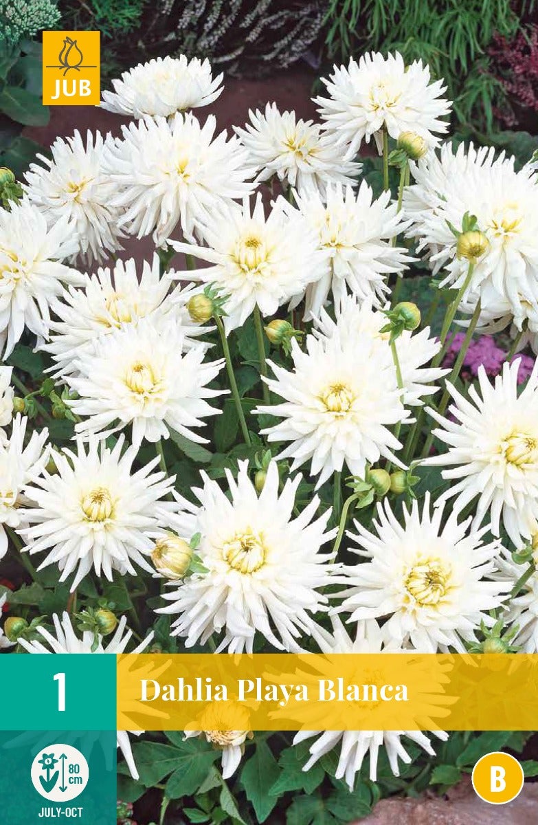 Dahlia Playa Blanca
