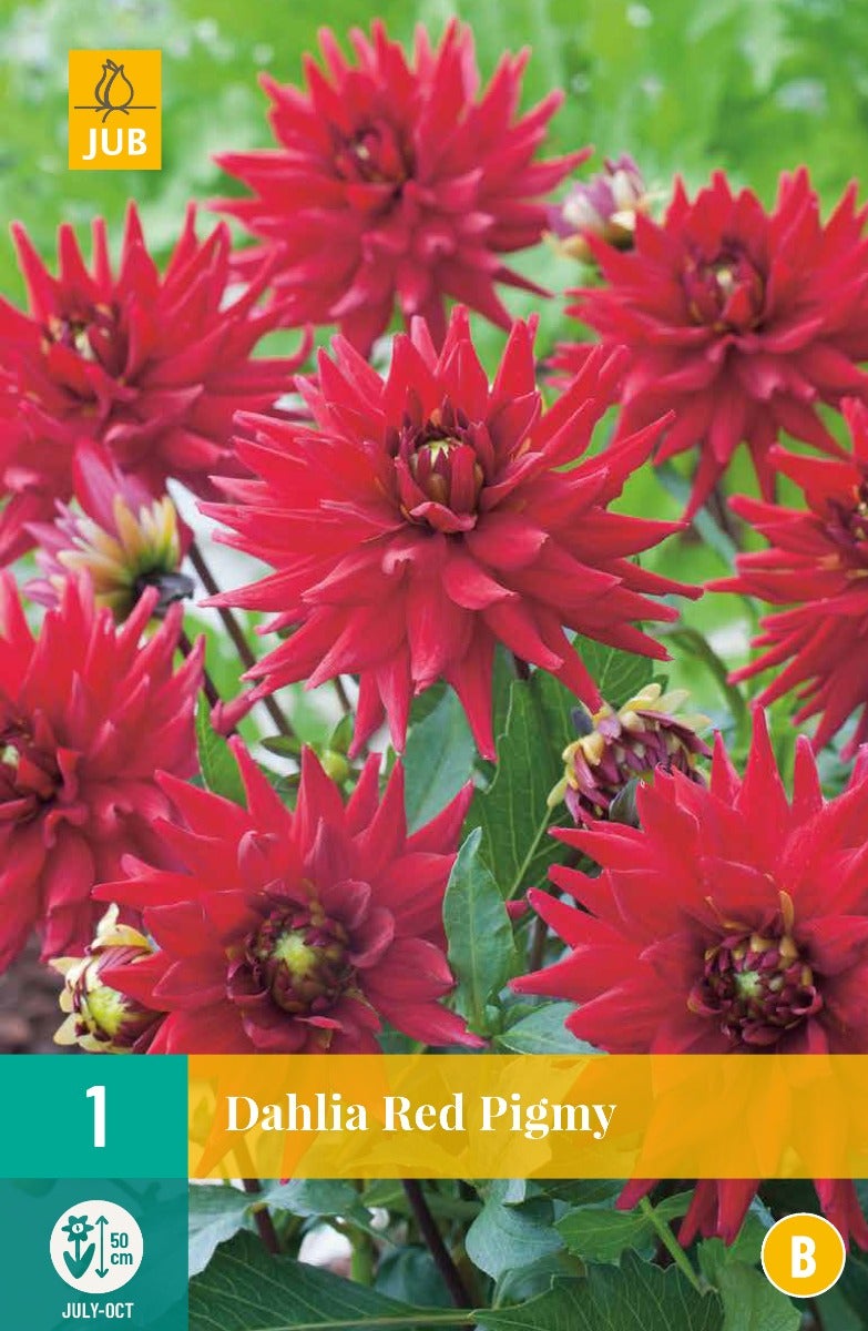 Dahlia Red Pigmy
