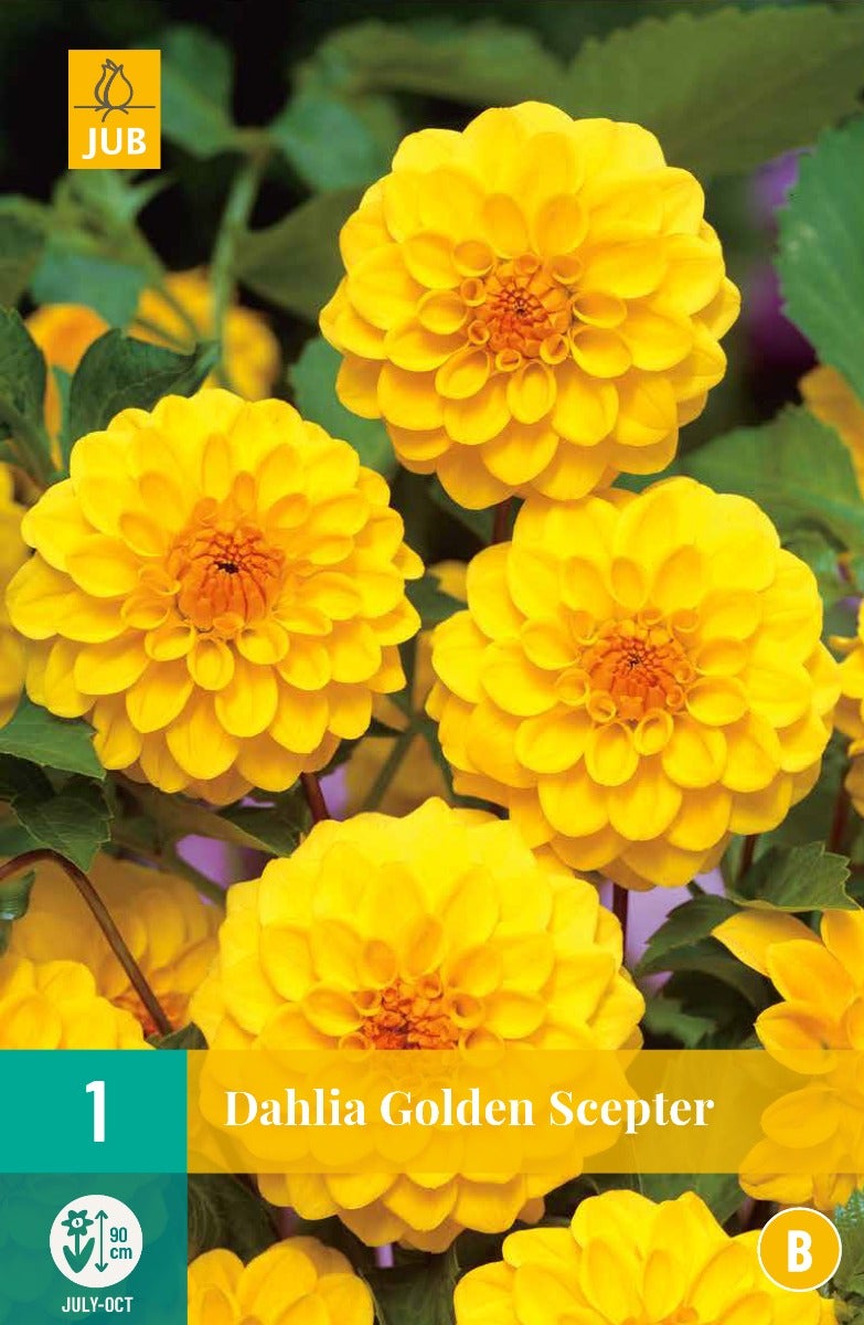 Dahlia Golden Scepter