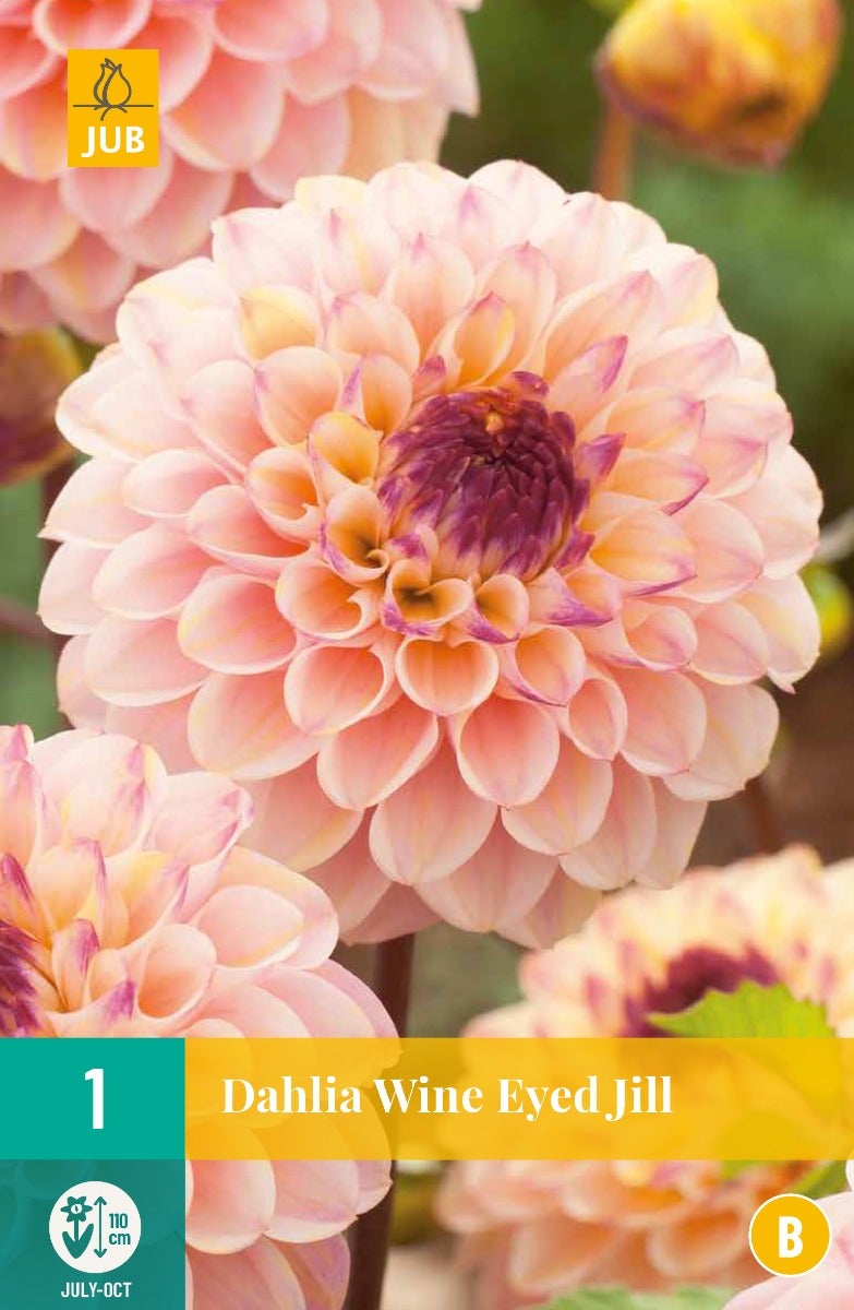 Dahlia Wine Eyed Jill