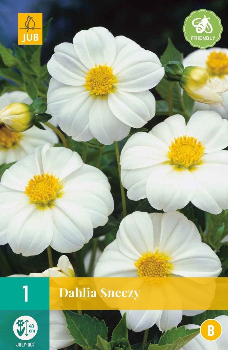 Dahlia Sneezy
