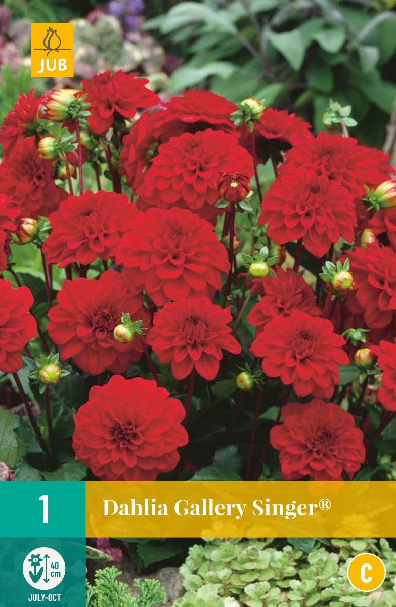 Dahlia Gallery Singer®