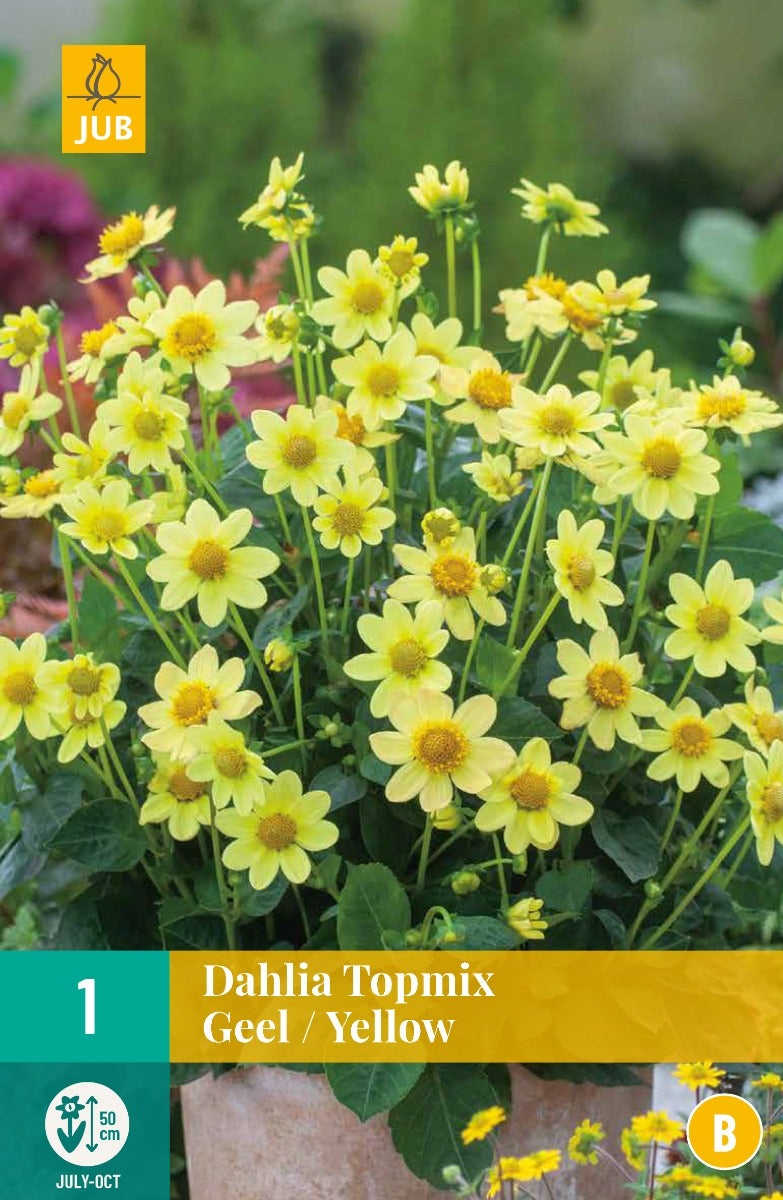 Dahlia Topmix Geel