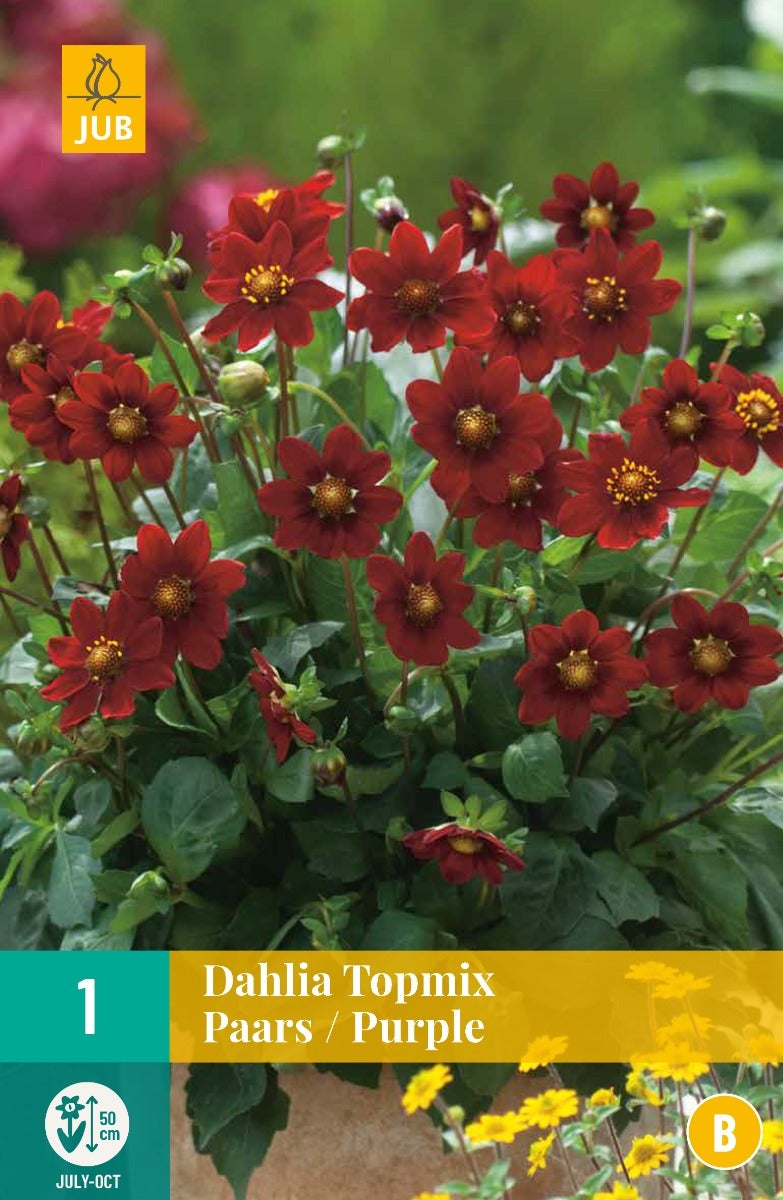 Dahlia Topmix Paars