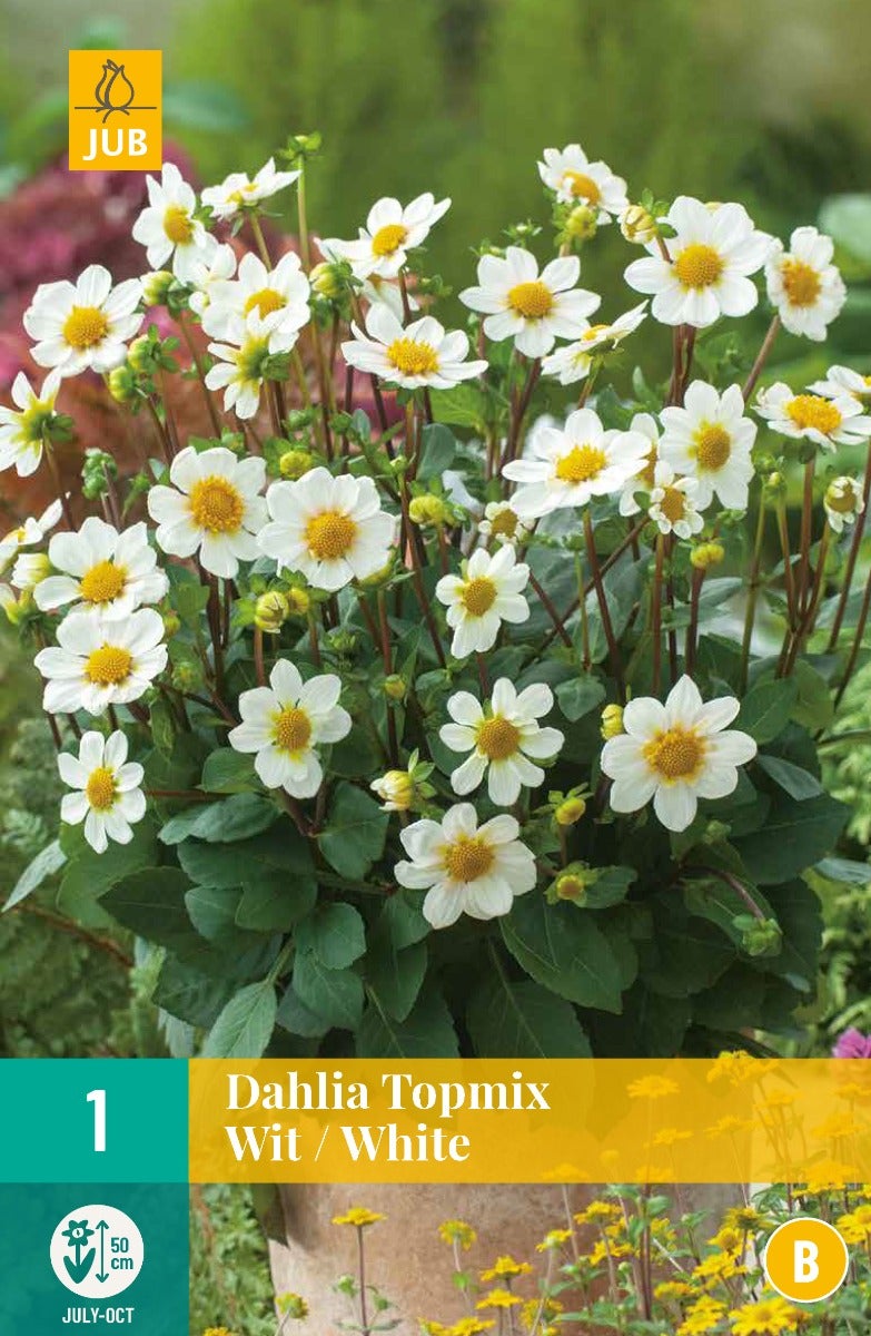 Dahlia Topmix Wit