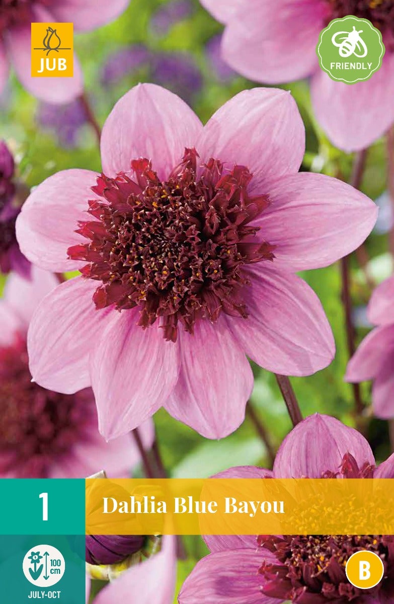 Dahlia Blue Bayou